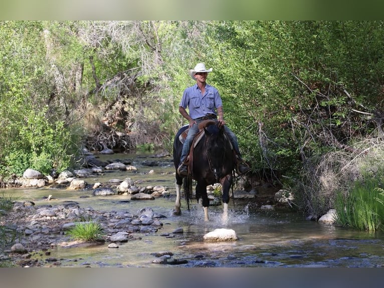 American Quarter Horse Mare 12 years Tobiano-all-colors in Camp Verde AZ