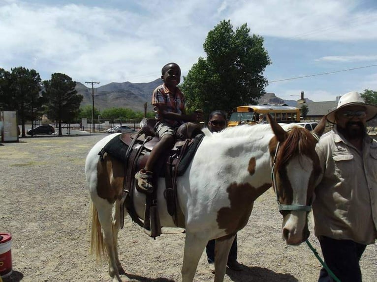 American Quarter Horse Mare 12 years Tobiano-all-colors in Weatherford TX