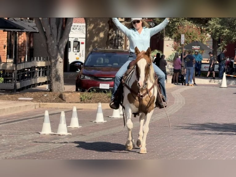 American Quarter Horse Mare 12 years Tobiano-all-colors in Weatherford TX