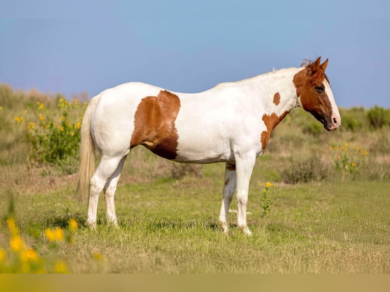 American Quarter Horse Mare 12 years Tobiano-all-colors in Weatherford TX