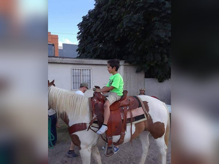 American Quarter Horse Mare 12 years Tobiano-all-colors in Weatherford TX