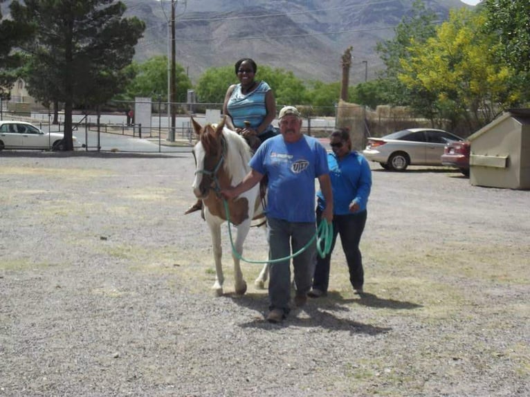 American Quarter Horse Mare 12 years Tobiano-all-colors in Weatherford TX