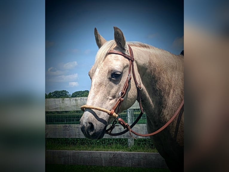 American Quarter Horse Mare 13 years 12,2 hh Palomino in WINCHESTER kY
