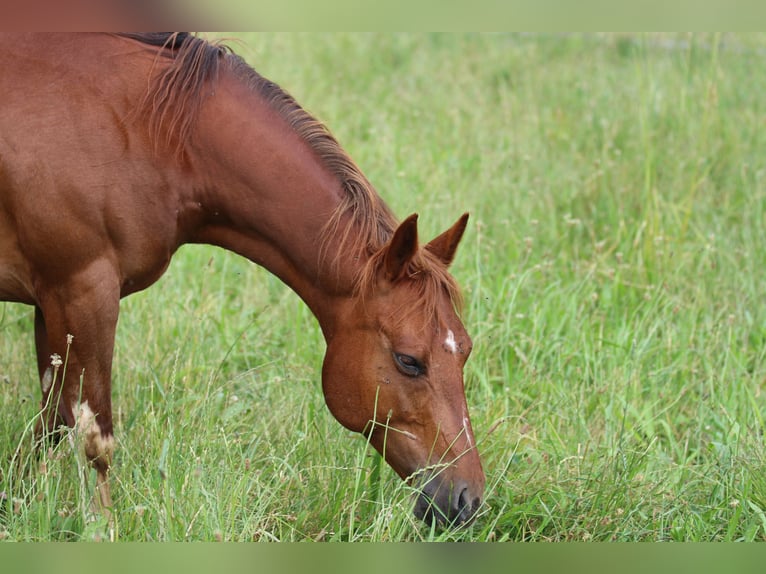 American Quarter Horse Mare 13 years 14,1 hh Chestnut-Red in Waldshut-Tiengen