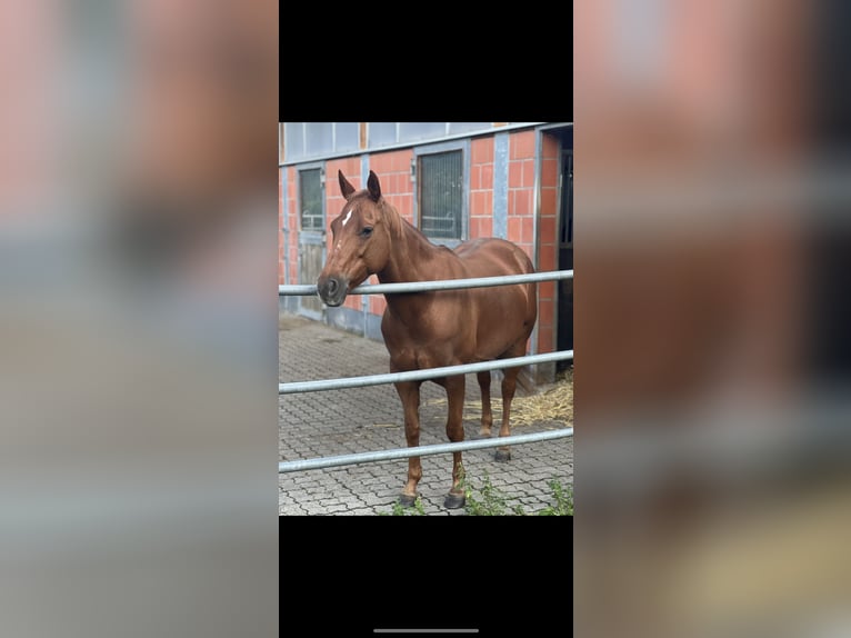 American Quarter Horse Mare 13 years 14.1 hh Chestnut-Red in Flieden