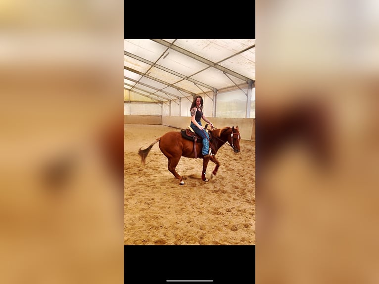 American Quarter Horse Mare 13 years 14.1 hh Chestnut-Red in Flieden