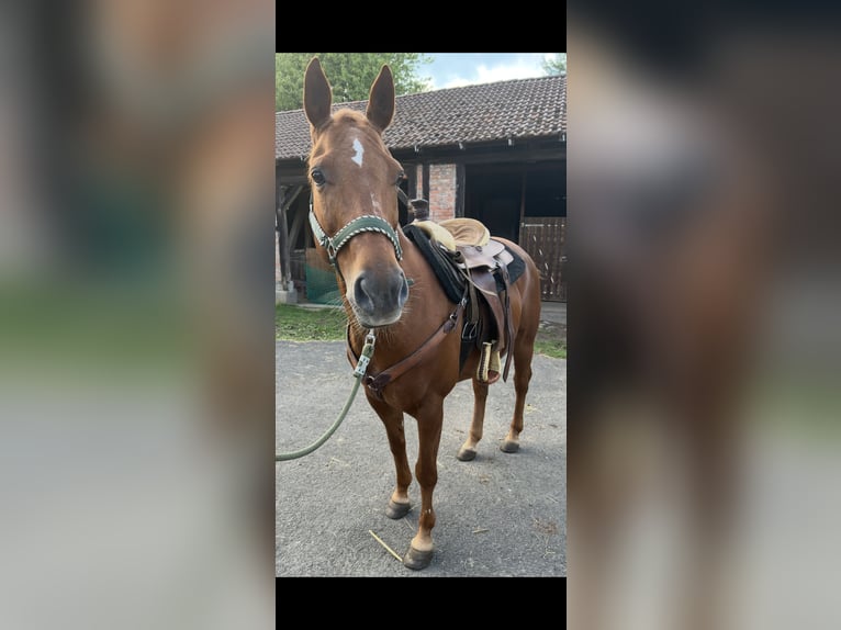 American Quarter Horse Mare 13 years 14.1 hh Chestnut-Red in Flieden