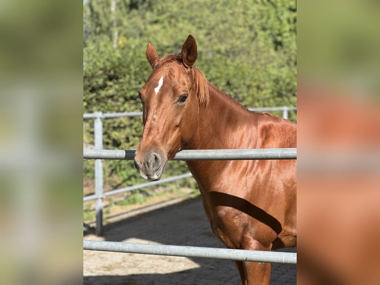 American Quarter Horse Mare 13 years 14.1 hh Chestnut-Red in Flieden