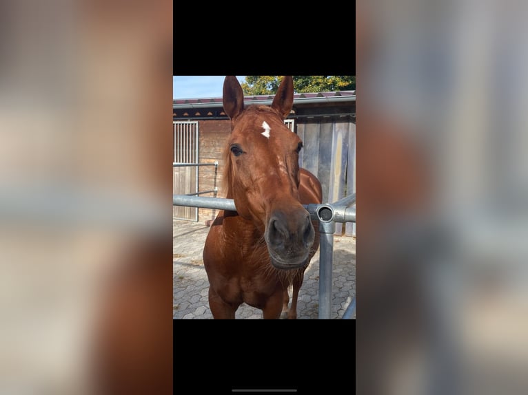 American Quarter Horse Mare 13 years 14.1 hh Chestnut-Red in Flieden
