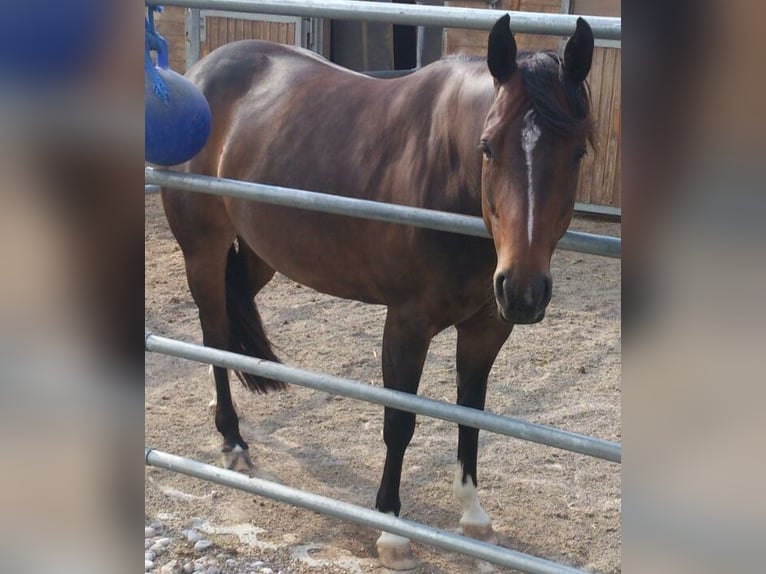 American Quarter Horse Mare 13 years 14,2 hh in Baumgarten