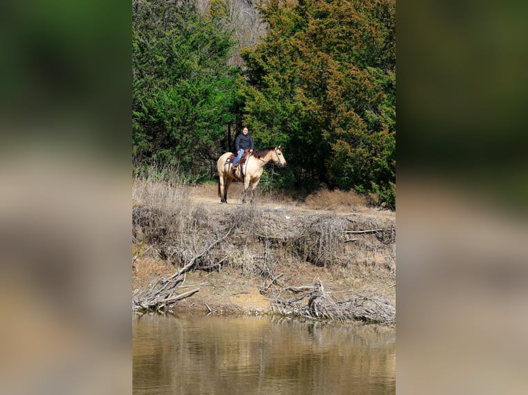 American Quarter Horse Mare 13 years 14.2 hh Buckskin in Forney