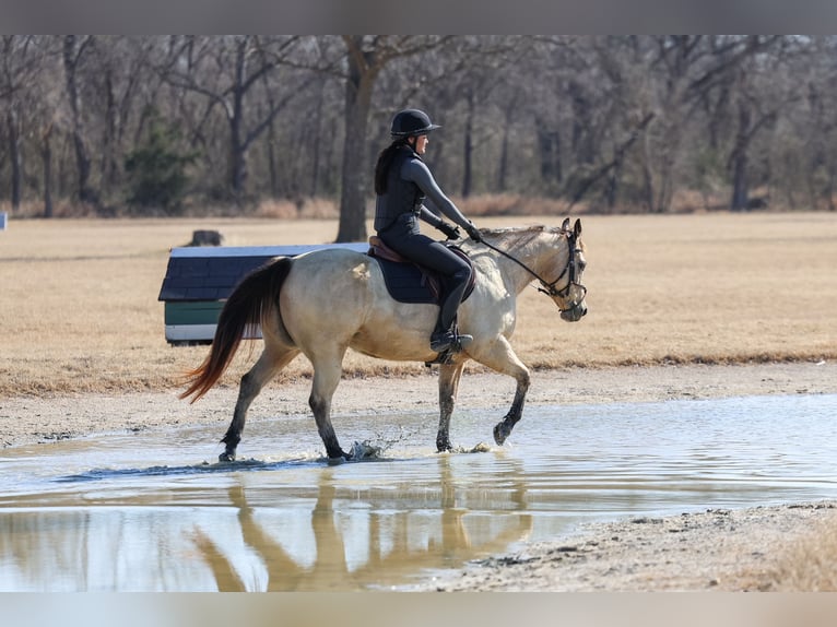 American Quarter Horse Mare 13 years 14.2 hh Buckskin in Forney