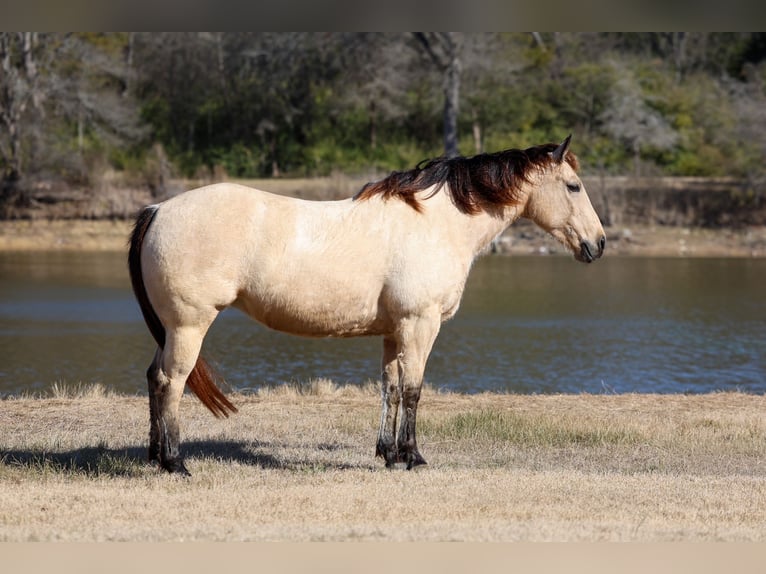 American Quarter Horse Mare 13 years 14.2 hh Buckskin in Forney