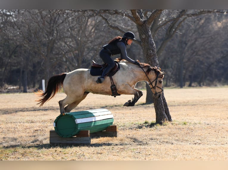 American Quarter Horse Mare 13 years 14.2 hh Buckskin in Forney
