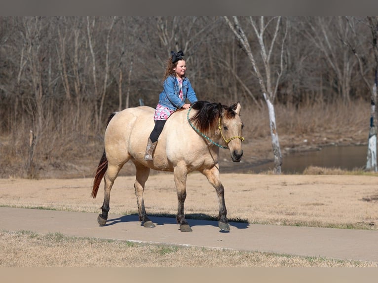 American Quarter Horse Mare 13 years 14.2 hh Buckskin in Forney