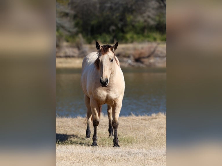 American Quarter Horse Mare 13 years 14.2 hh Buckskin in Forney