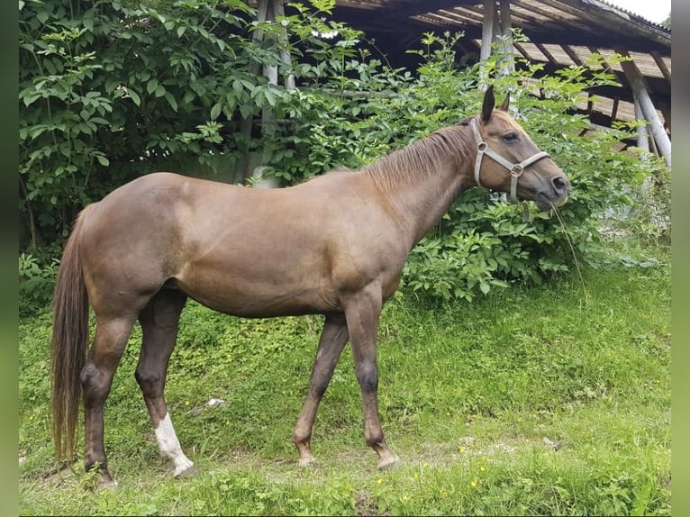 American Quarter Horse Mare 13 years 14.2 hh Chestnut in Ternberg