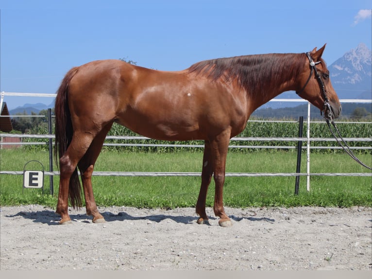 American Quarter Horse Mare 13 years 14,2 hh Chestnut-Red in Kirchbichl