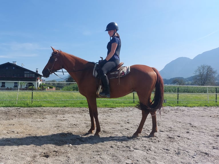 American Quarter Horse Mare 13 years 14,2 hh Chestnut-Red in Kirchbichl