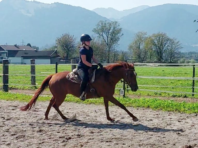 American Quarter Horse Mare 13 years 14,2 hh Chestnut-Red in Kirchbichl