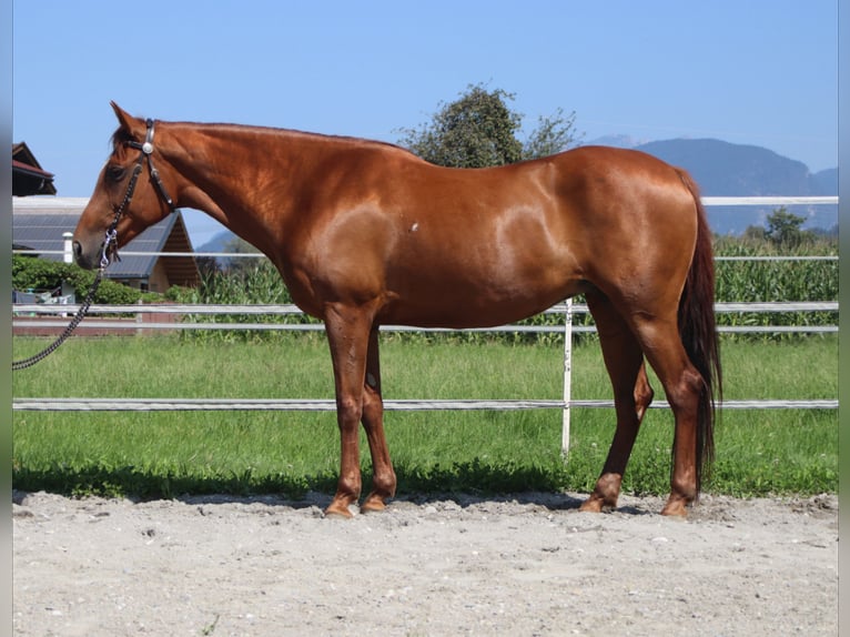 American Quarter Horse Mare 13 years 14,2 hh Chestnut-Red in Kirchbichl