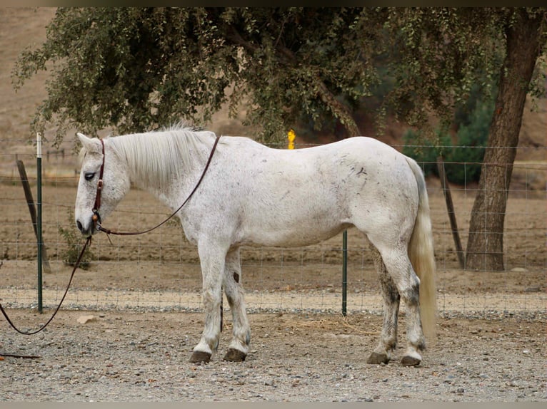 American Quarter Horse Mare 13 years 14.2 hh Grey in Bitterwater CA
