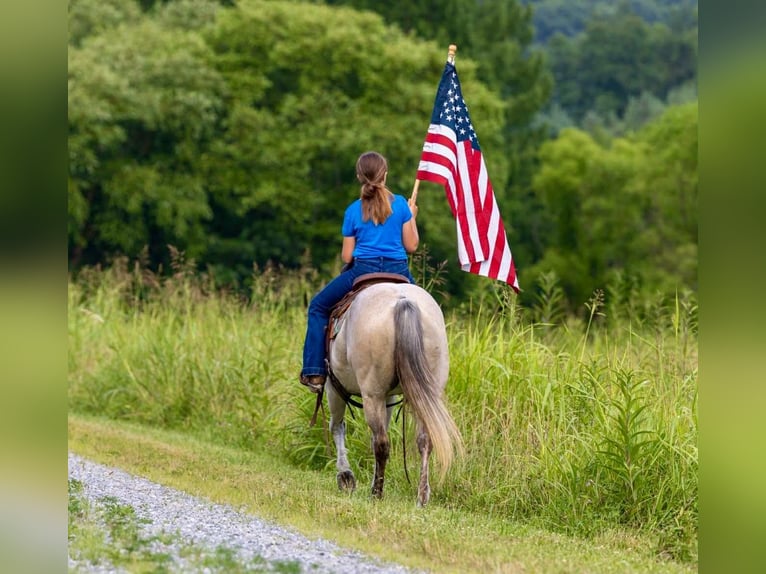 American Quarter Horse Mare 13 years 14,2 hh Grey in Wallingford KY