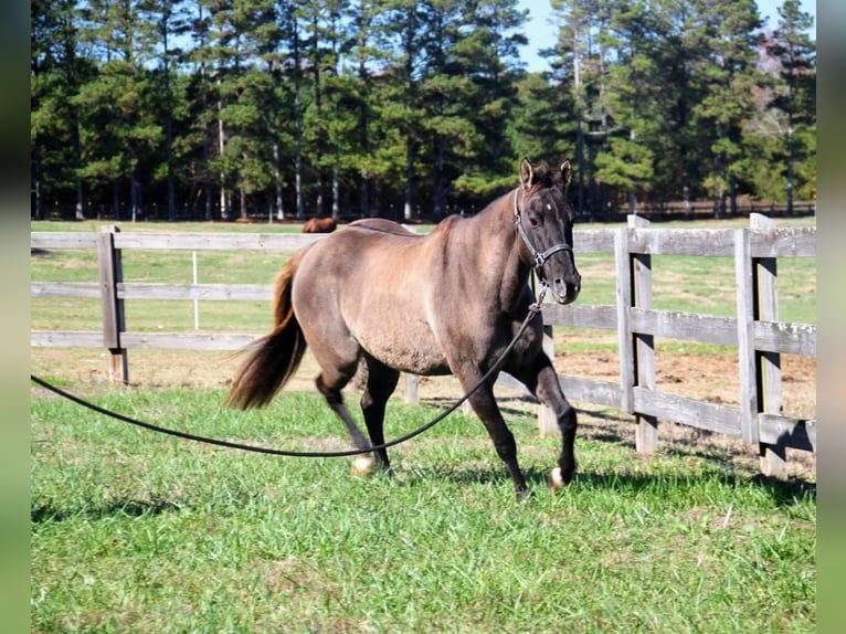American Quarter Horse Mare 13 years 14,2 hh Grullo in Donalds, SC