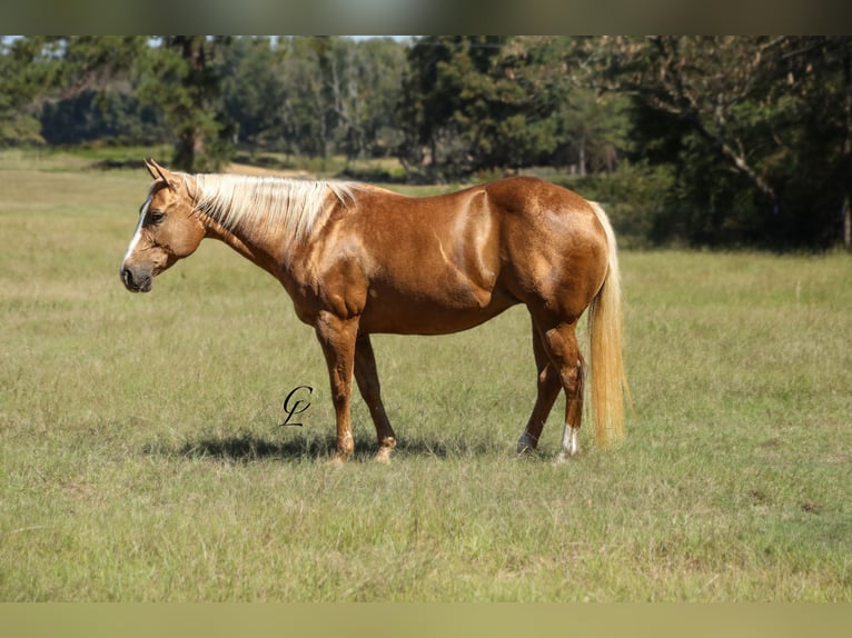 American Quarter Horse Mare 13 years 14,2 hh Palomino in Bloomburg, TX