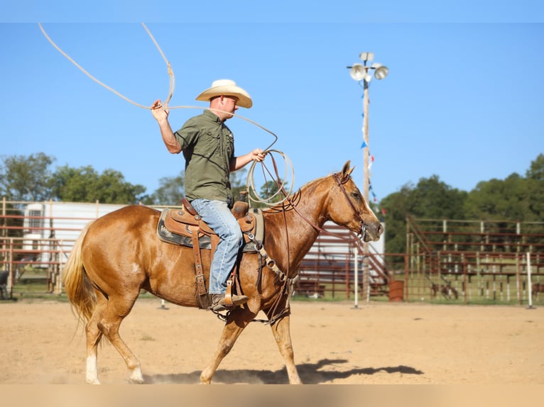 American Quarter Horse Mare 13 years 14,2 hh Palomino in Bloomburg, TX