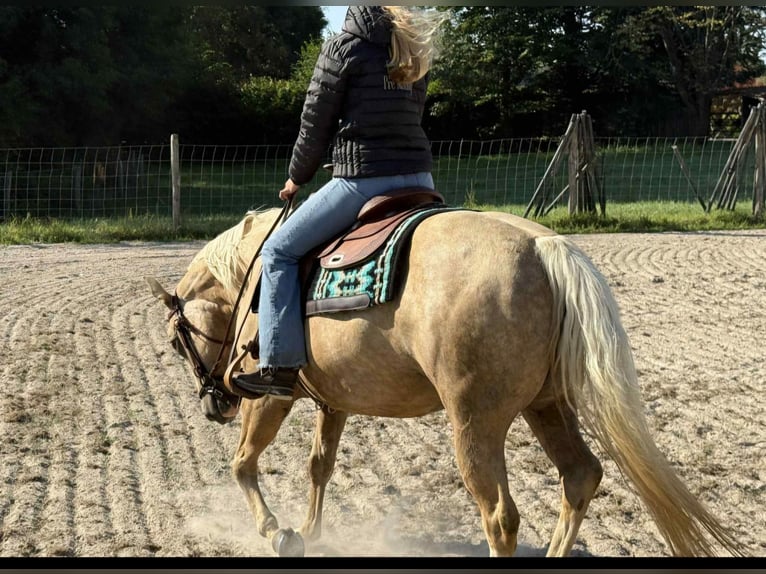 American Quarter Horse Mare 13 years 14.2 hh Palomino in Laarne