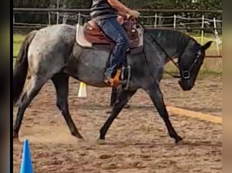 American Quarter Horse Mare 13 years 14,2 hh Roan-Blue in Rostock