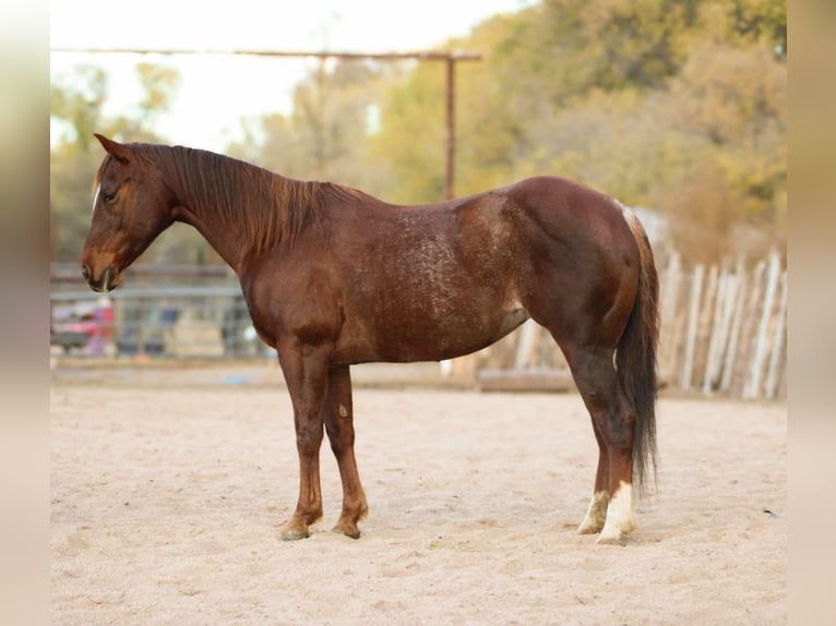 American Quarter Horse Mare 13 years 14,2 hh Roan-Red in camp Verde AZ