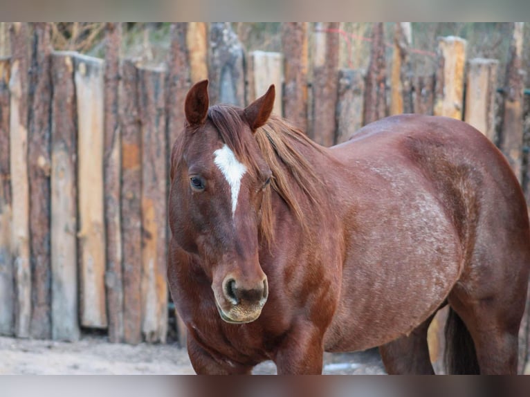 American Quarter Horse Mare 13 years 14,2 hh Roan-Red in camp Verde AZ