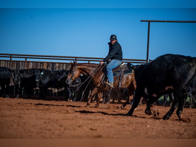 American Quarter Horse Mare 13 years 14,2 hh Sorrel in Waco, TX