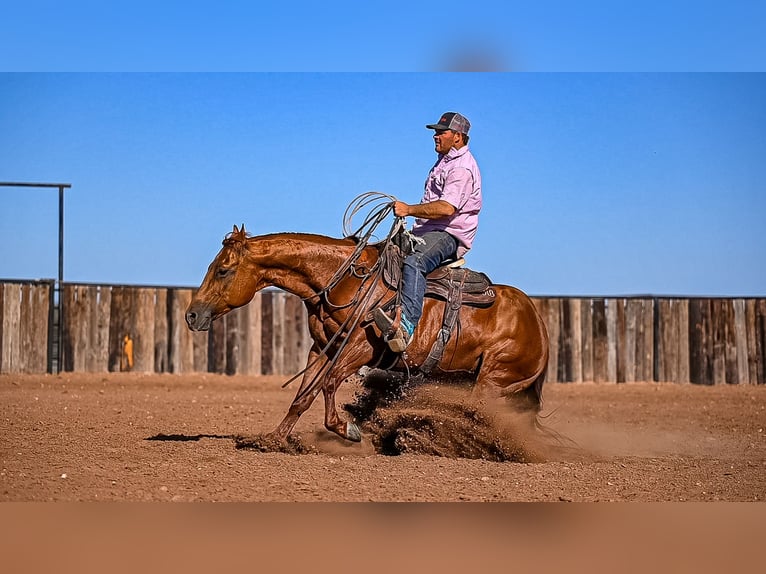 American Quarter Horse Mare 13 years 14,2 hh Sorrel in Waco, TX
