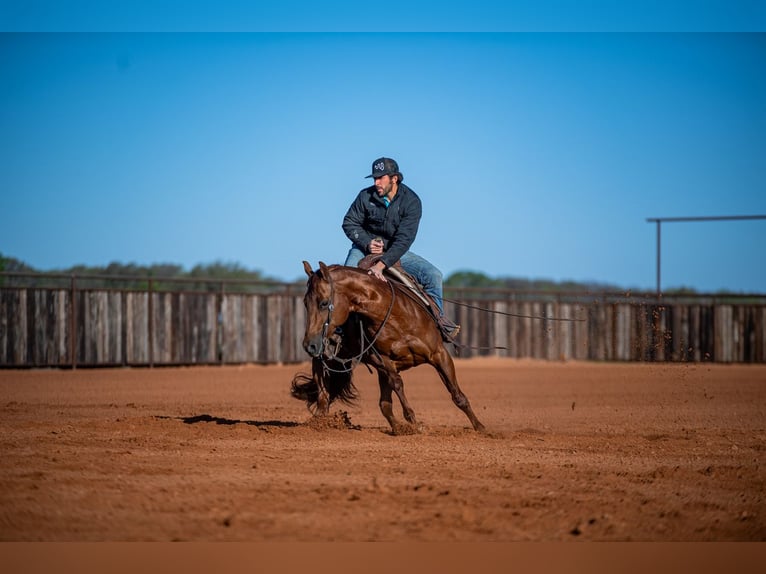 American Quarter Horse Mare 13 years 14,2 hh Sorrel in Waco, TX