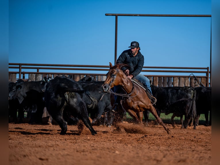 American Quarter Horse Mare 13 years 14,2 hh Sorrel in Waco, TX
