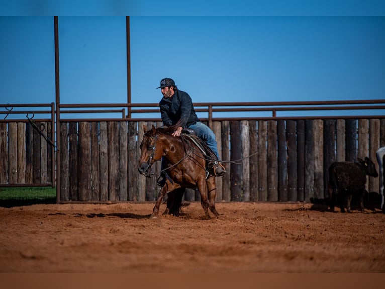 American Quarter Horse Mare 13 years 14,2 hh Sorrel in Waco, TX