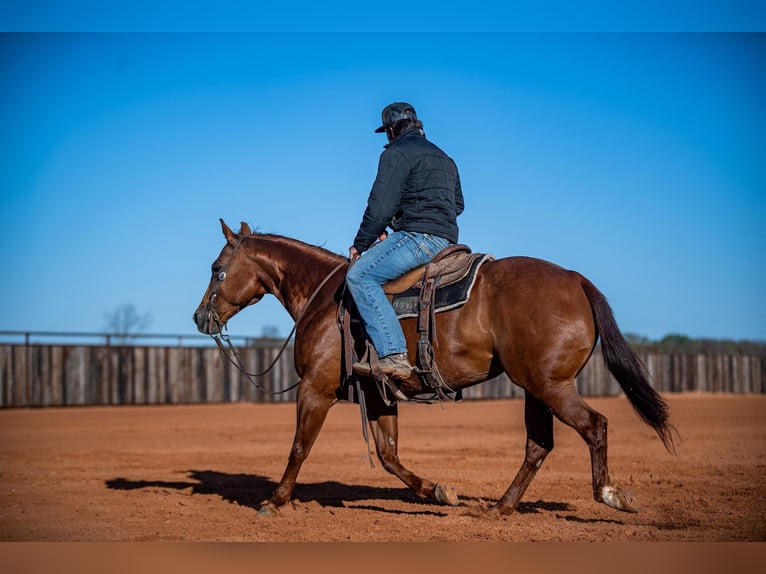 American Quarter Horse Mare 13 years 14,2 hh Sorrel in Waco, TX