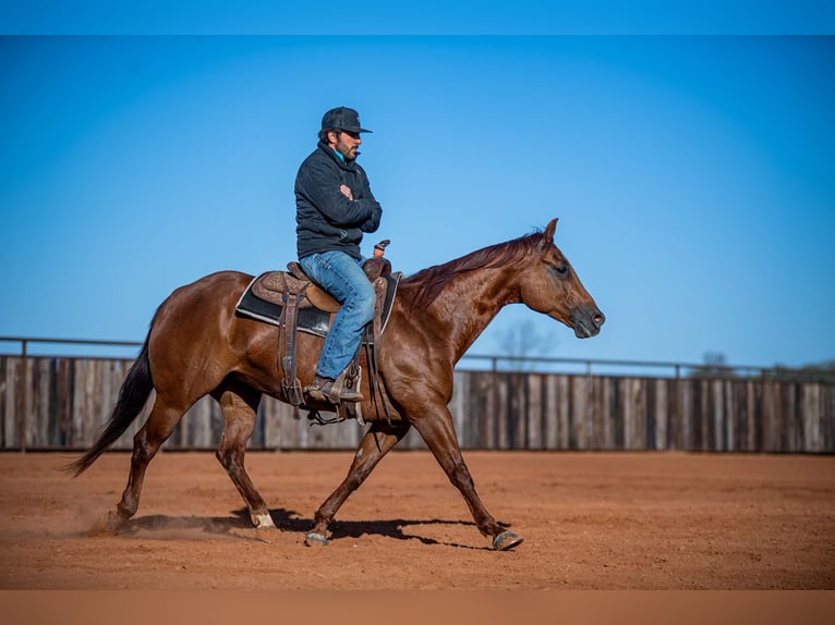 American Quarter Horse Mare 13 years 14,2 hh Sorrel in Waco, TX