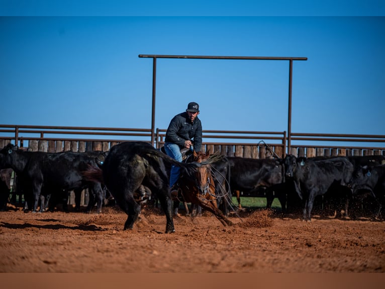 American Quarter Horse Mare 13 years 14,2 hh Sorrel in Waco, TX