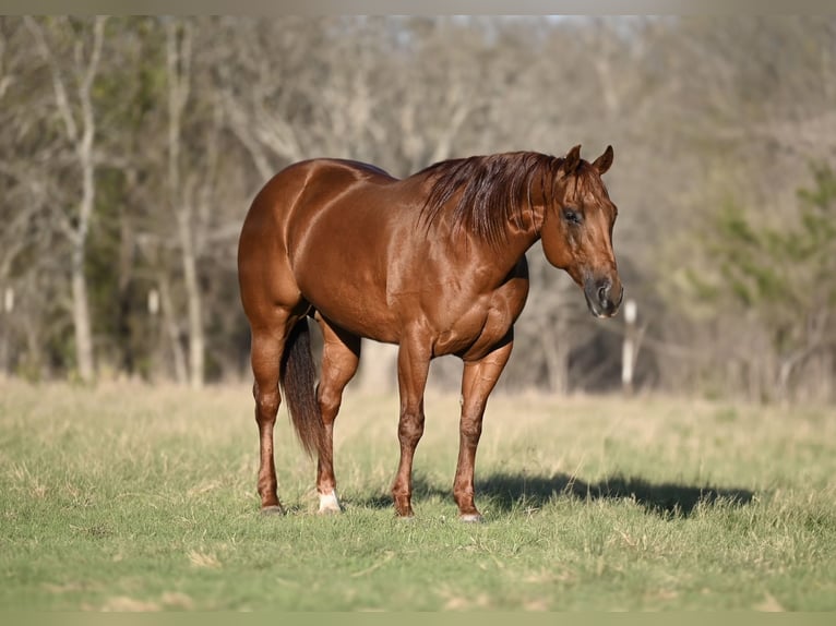 American Quarter Horse Mare 13 years 14,2 hh Sorrel in Waco, TX