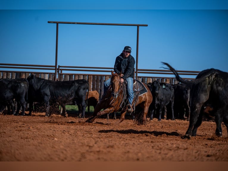 American Quarter Horse Mare 13 years 14,2 hh Sorrel in Waco, TX