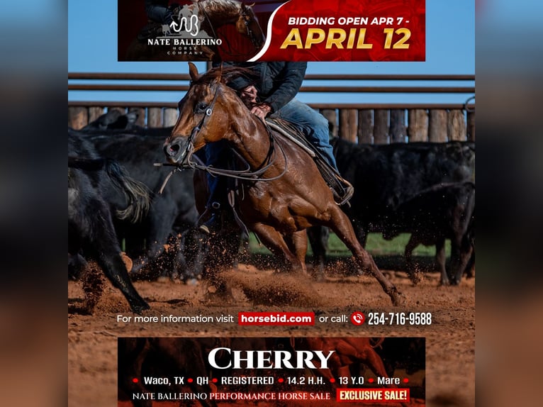 American Quarter Horse Mare 13 years 14,2 hh Sorrel in Waco, TX