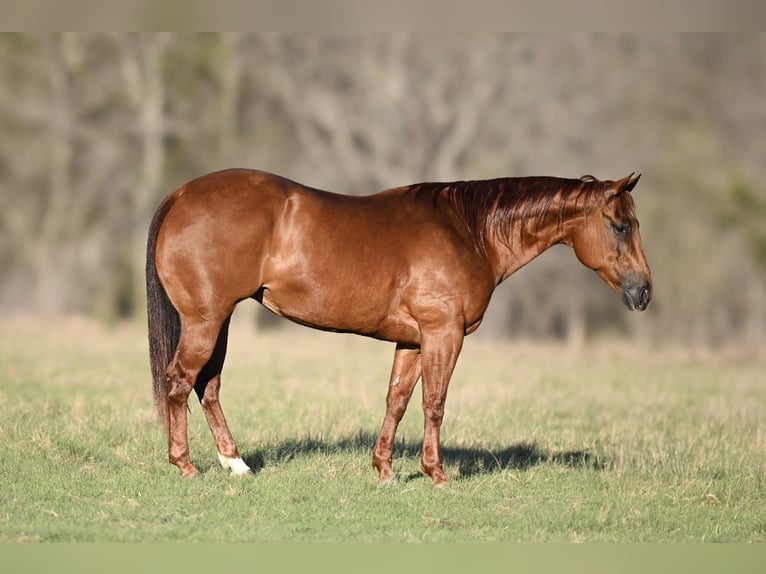 American Quarter Horse Mare 13 years 14,2 hh Sorrel in Waco, TX