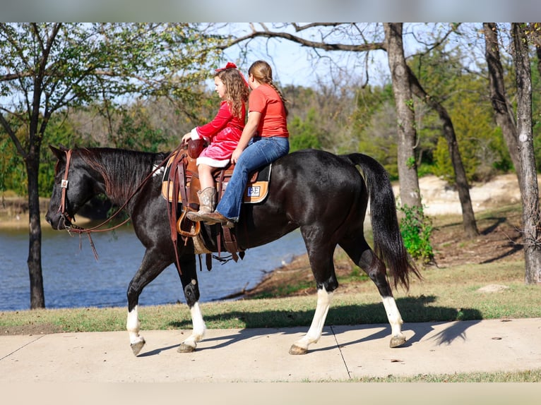 American Quarter Horse Mare 13 years 14.3 hh Black in Forney