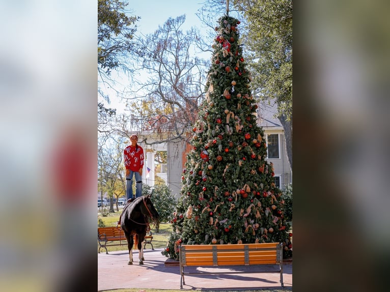 American Quarter Horse Mare 13 years 14.3 hh Black in Forney