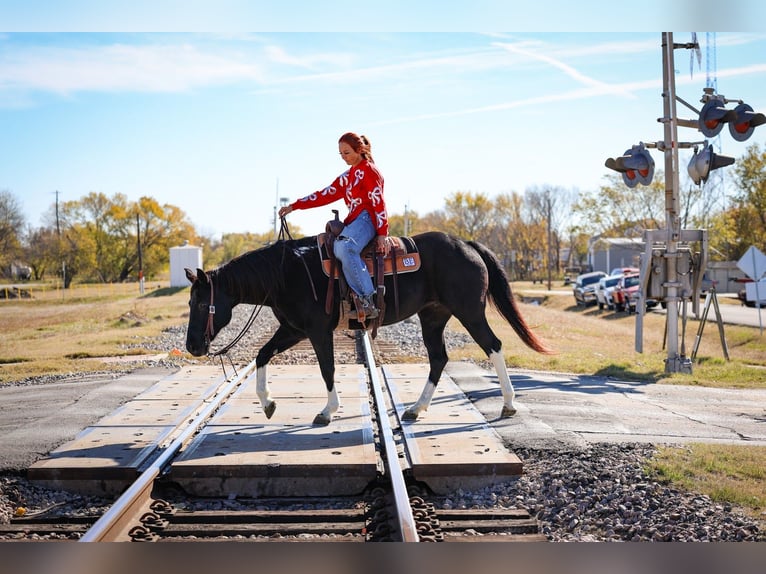 American Quarter Horse Mare 13 years 14.3 hh Black in Forney