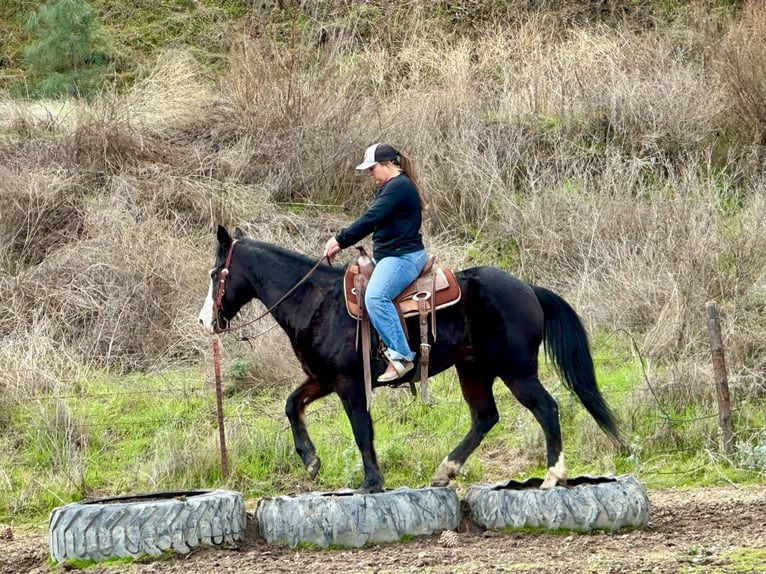 American Quarter Horse Mare 13 years 14.3 hh Black in Bitterwater CA